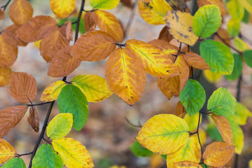 Yellow, orange and red autumn leaves in fall park. Nature background.