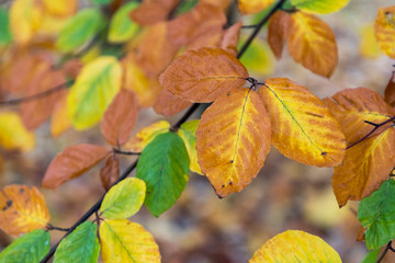 Yellow, orange and red autumn leaves in fall park. Nature background.