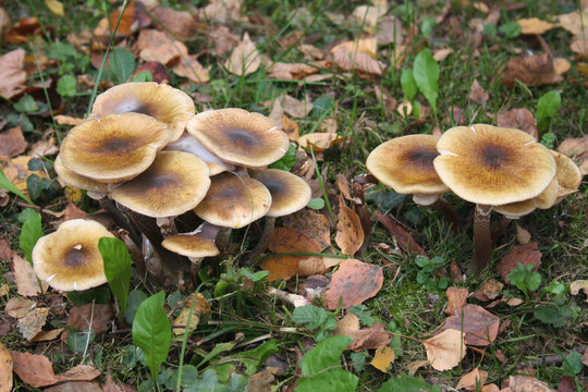 Funghi Chiodini nel bosco. Armillaria mellea