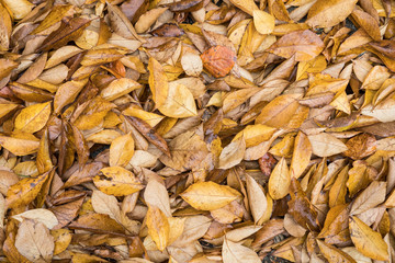 Macro closeup.Yellow, orange and red autumn leaves in fall park. Nature background.