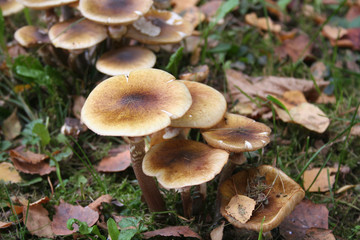 Funghi Chiodini nel bosco. Armillaria mellea