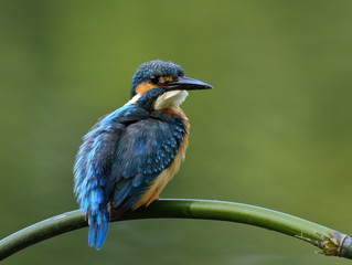 Common Kingfisher (Alcedo atthis) calmly perching on curved bamboo branch showing puffy back...