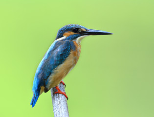 Common Kingfisher (Alcedo atthis) Eurasian or River Kingfisher, beautiful blue bird perching on dried bamboo branch in stream over bright river background