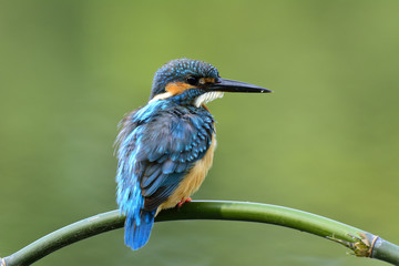 Common Kingfisher (Alcedo atthis) perching on curved bamboo branch showing puffy back feathers over...