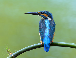 Common Kingfisher (Alcedo atthis) Eurasian or River Kingfisher, gorgeous blue bird perching on green bamboo branch in stream over bright river background