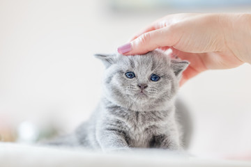 Cute kitten loves being stroked by woman's hand