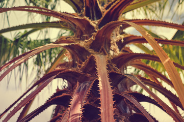 Old dry palm tree leaves textured natural organic outdoors background, close up grunge detailed photography. Environment aging forestry plantation protection. Weathered wooden surface design