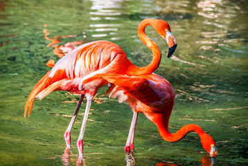 zwei Flamingos stehen im Wasser