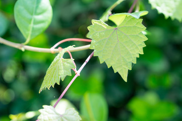 heart shaped  jagged leaf on a vine in selective focus