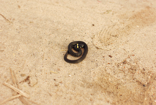 Grass-snake
