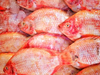 Fresh red fish prepare for selling in market. Fish background.