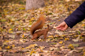Red squirrel eats from hands. Beautiful autumn park