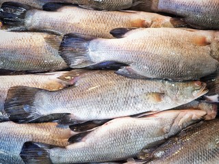 Fresh fish prepare for selling in market. Fish background.
