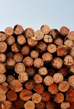 stacked logs