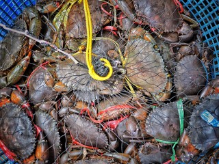 Fresh serrated mud crabs in the basket prepare for selling in market