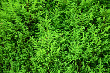 Exotic nature, Greenery of fresh plants in garden with beautiful leafs and branches texture