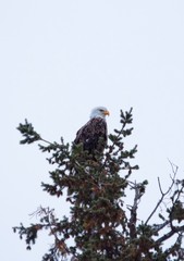 Bald Eagle