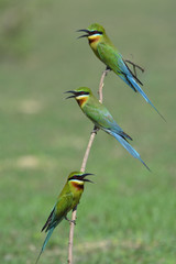 Family of Blue-tailed bee-eater (Merops philippinus) beautiful green birds with blue tails perching on the stick over blur green background