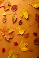 Fototapeta na wymiar Autumn pattern