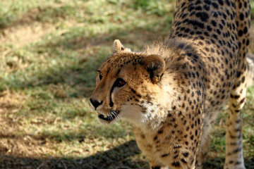 Young cheetah, South Africa