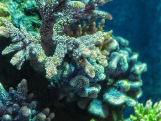 Naklejka na ściany i meble Colorful coral under the water, closeup.