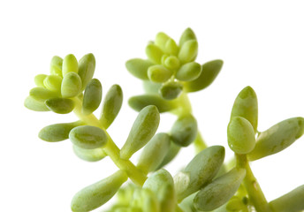 small sedum plant isolated on white