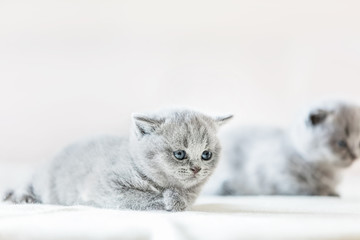 Cute vulnerable little kitten. British shorthair cat.
