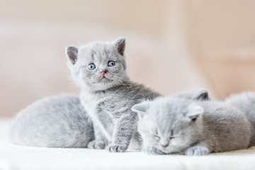 Bunch of little grey cats. British shorthair.