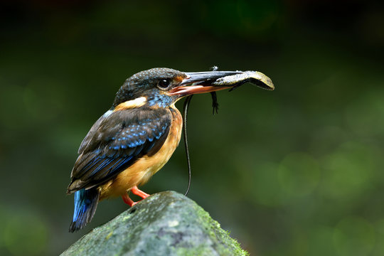 Female of Blue-banded Kingfisher (Alcedo euryzona) perching on rock in stream carrying long tail lizard prey to feed her chick, beautiful nature