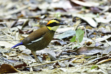 Female of Malayan Banded Pitta (Hydrornis guajana) standing on messy ground with dried leafs in nature, bird living environment