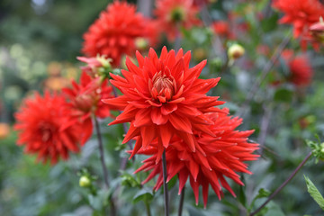 Dahlia rouge en été au jardin