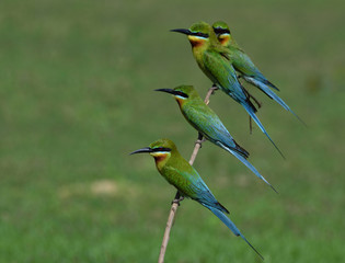 Flock of Blue-tailed bee-eater (Merops philippinus) beautiful green birds with blue tails perching on the stick over blur green background