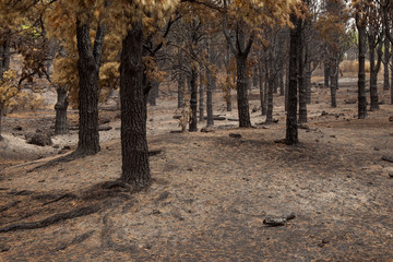 Gran Canaria after forest fire