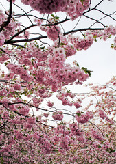 Cherry Blossom in Hammarby Sjostad