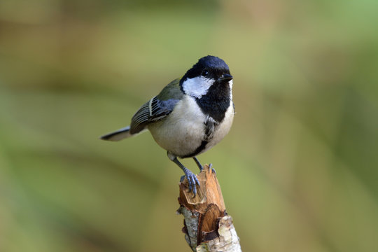 Great, Japanese or Oriental tit (Parus minor) grey to yellow back bird with bright cheek and black head smart perching on top of wooden stick, amazing nature
