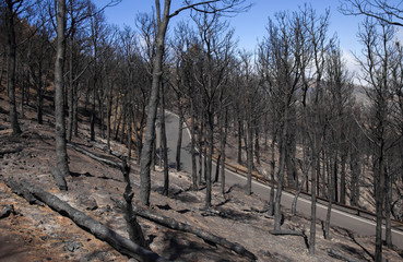 Gran Canaria after forest fire