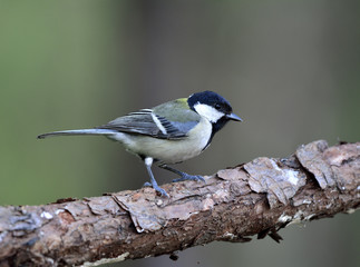 Great, Japanese or Oriental tit (Parus minor) grey to yellow back bird with bright cheek and black head smart perching on wooden branch, beautiful nature