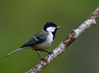 Great, Japanese or Oriental tit (Parus minor) grey to yellow back bird with bright cheek and black head smart perching on wooden branch, exotic nature