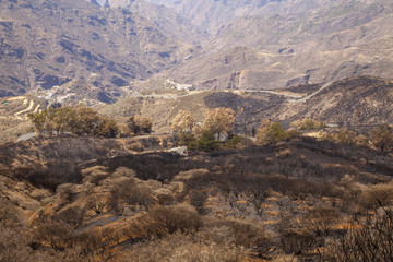 Gran Canaria after forest fire