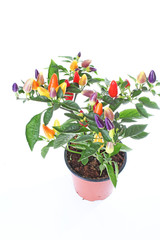 Hot Sweet Multicolor Chili Pepper Mix Chilli Plant Rainbow Peppers Chilies Yellow Chillies