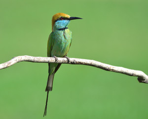 Green bee-eater (Merops orientalis) perching on the branch under strong sun lighting exposion over blur background