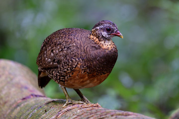 Green-legged or Scaly-breasted partridge (Arborophila chloropus tonkinensis) lovely brown ground bird on log in nature, ecotic nature