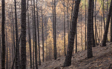 Gran Canaria after forest fire