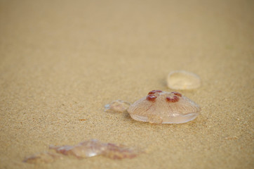Ohrenqualle an der Ostsee