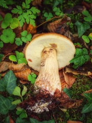Pilz