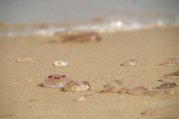Ohrenqualle an der Ostsee