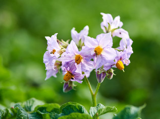 Potato flowers close-up