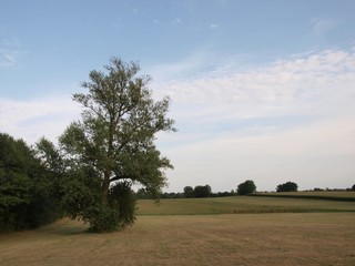 Fototapeta premium Corn field/Jura,France