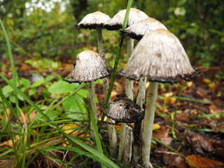 Gruppe von Schopftintlingen