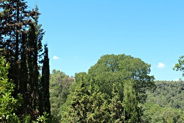 Obraz premium Bosque